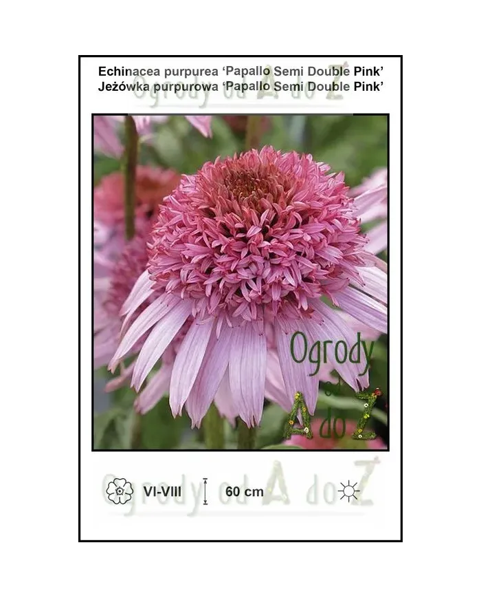 Echinacea-purpurea-‘Papallo-Semi-Double-Pink’.jpg
