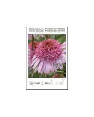 Echinacea-purpurea-‘Papallo-Semi-Double-Pink’.jpg