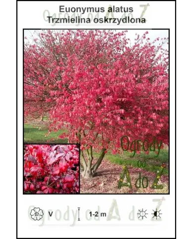 Euonymus-alatus.jpg Euonymus-alatus.jpg
