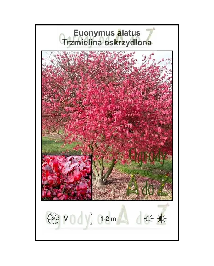 Euonymus-alatus.jpg