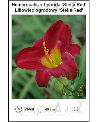 Hemerocalis-x-hybrida-‘Stella-Red’.jpg Hemerocalis-x-hybrida-‘Stella-Red’.jpg