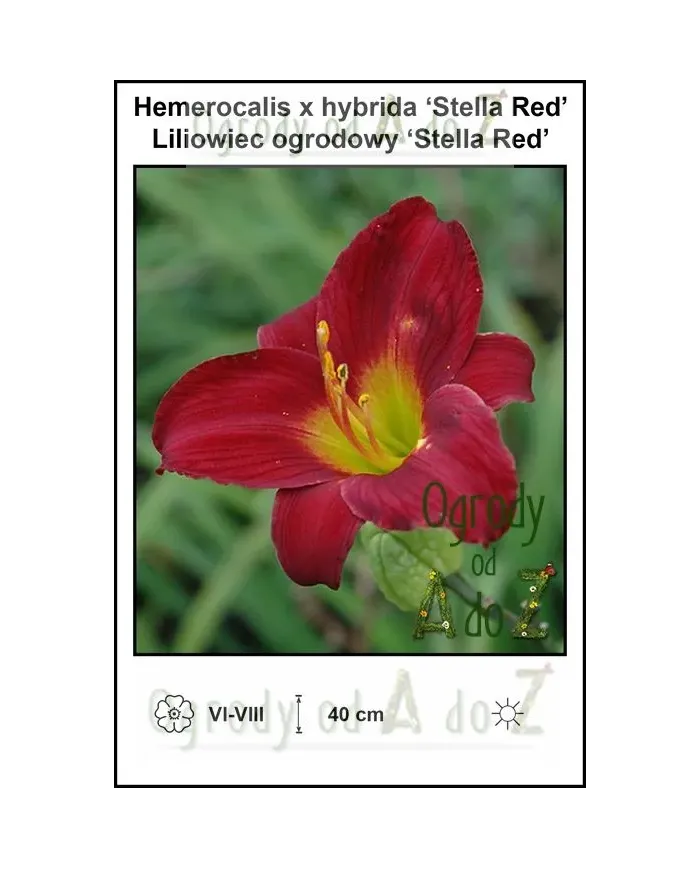 Hemerocalis-x-hybrida-‘Stella-Red’.jpg