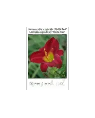 Hemerocalis-x-hybrida-‘Stella-Red’.jpg