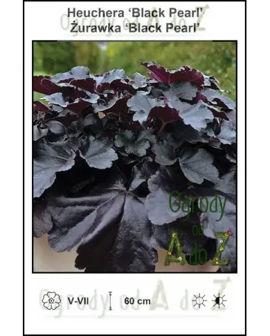 Heuchera-‘Black-Pearl’.jpg Heuchera-‘Black-Pearl’.jpg