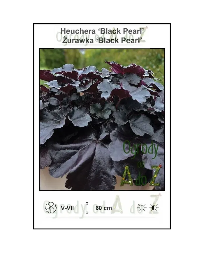 Heuchera-‘Black-Pearl’.jpg