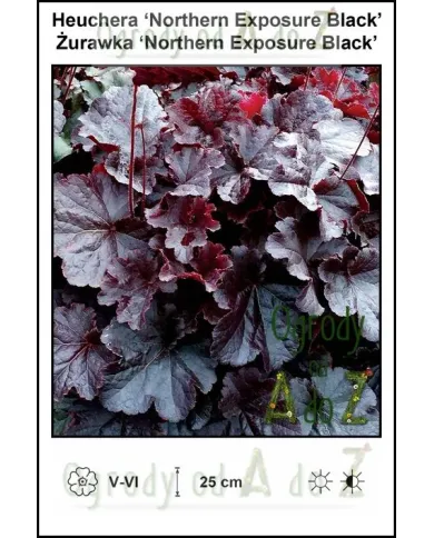 Heuchera-‘Northern-Exposure-Black’.jpg Heuchera-‘Northern-Exposure-Black’.jpg