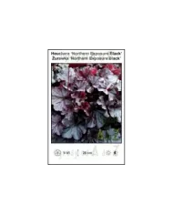 Heuchera-‘Northern-Exposure-Black’.jpg