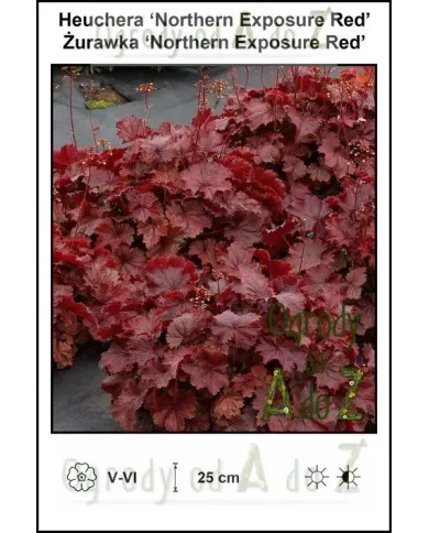 Heuchera-‘Northern-Exposure-Red’.jpg Heuchera-‘Northern-Exposure-Red’.jpg
