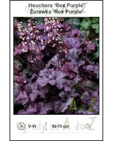 Heuchera-‘Rex-Purple’.jpg Heuchera-‘Rex-Purple’.jpg