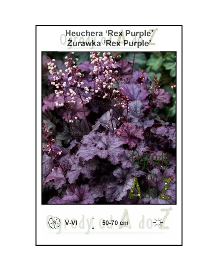 Heuchera-‘Rex-Purple’.jpg