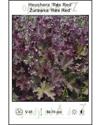 Heuchera-‘Rex-Red’.jpg Heuchera-‘Rex-Red’.jpg