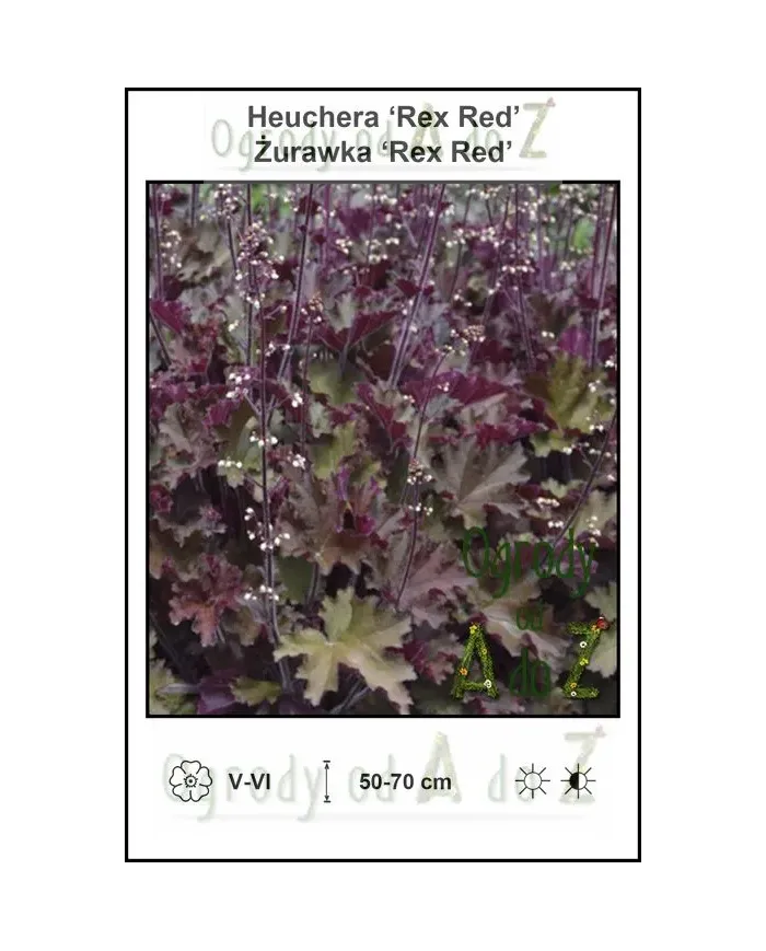 Heuchera-‘Rex-Red’.jpg