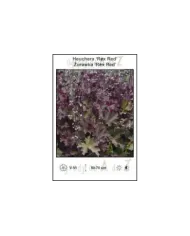 Heuchera-‘Rex-Red’.jpg