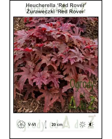 Heucherella-Red-Rover.jpg Heucherella-Red-Rover.jpg