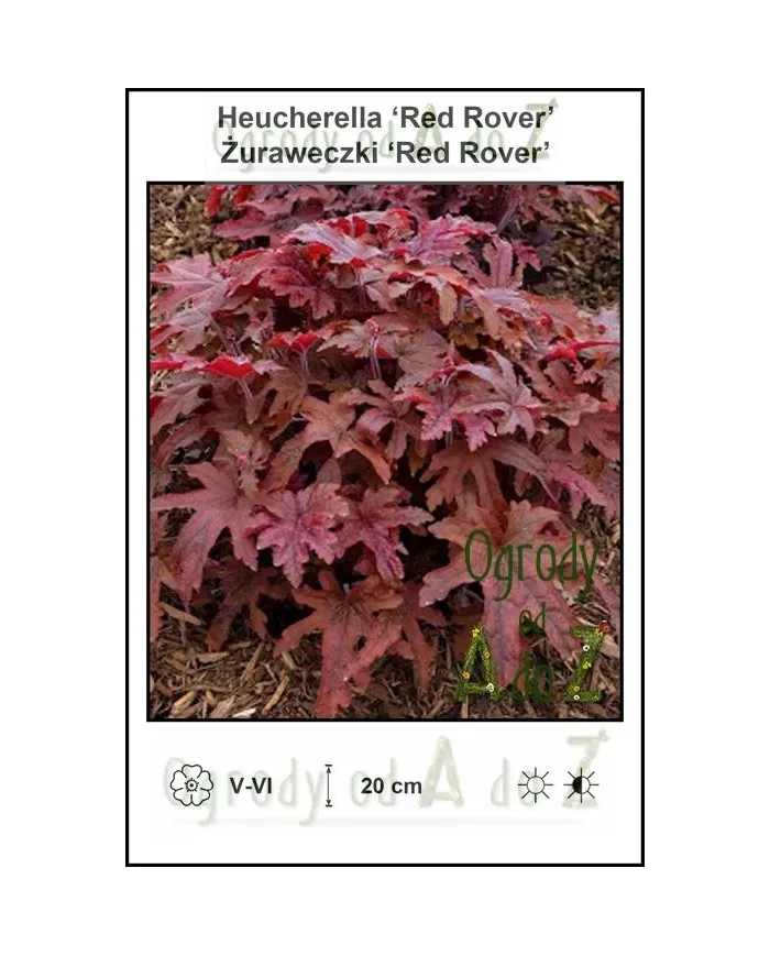 Heucherella-Red-Rover.jpg