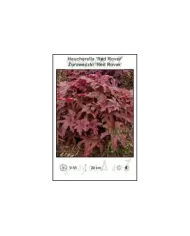 Heucherella-Red-Rover.jpg