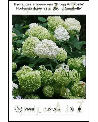 Hydrangea-arborescens-‘Strong-Annabelle’.jpg