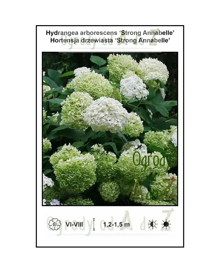 Hydrangea-arborescens-‘Strong-Annabelle’.jpg