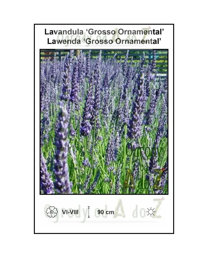 Lavandula-‘Grosso-Ornamental’.jpg