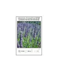 Lavandula-‘Grosso-Ornamental’.jpg