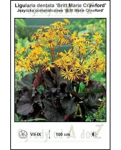 Ligularia-dentata-‘Britt-Marie-Crawford’.jpg