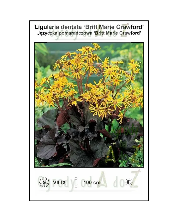 Ligularia-dentata-‘Britt-Marie-Crawford’.jpg