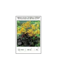 Ligularia-dentata-‘Britt-Marie-Crawford’.jpg