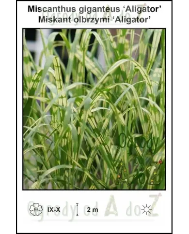 Miscanthus-giganteus-‘Aligator’.jpg