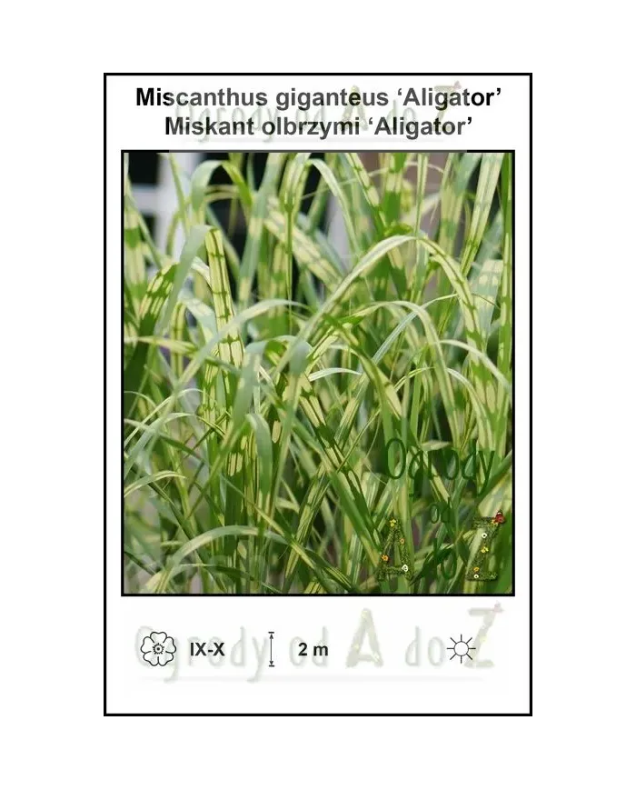 Miscanthus-giganteus-‘Aligator’.jpg