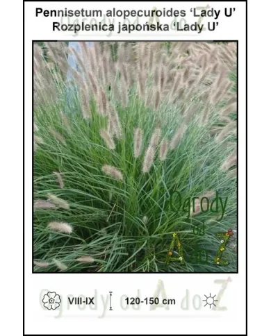 Pennisetum-alopecuroides-‘Lady-U’.jpg