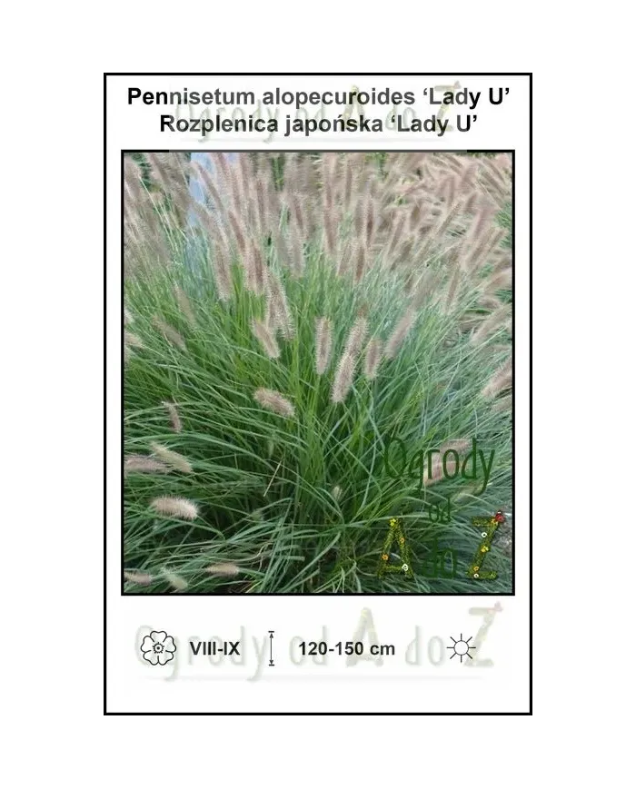 Pennisetum-alopecuroides-‘Lady-U’.jpg