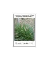Pennisetum-alopecuroides-‘Lady-U’.jpg