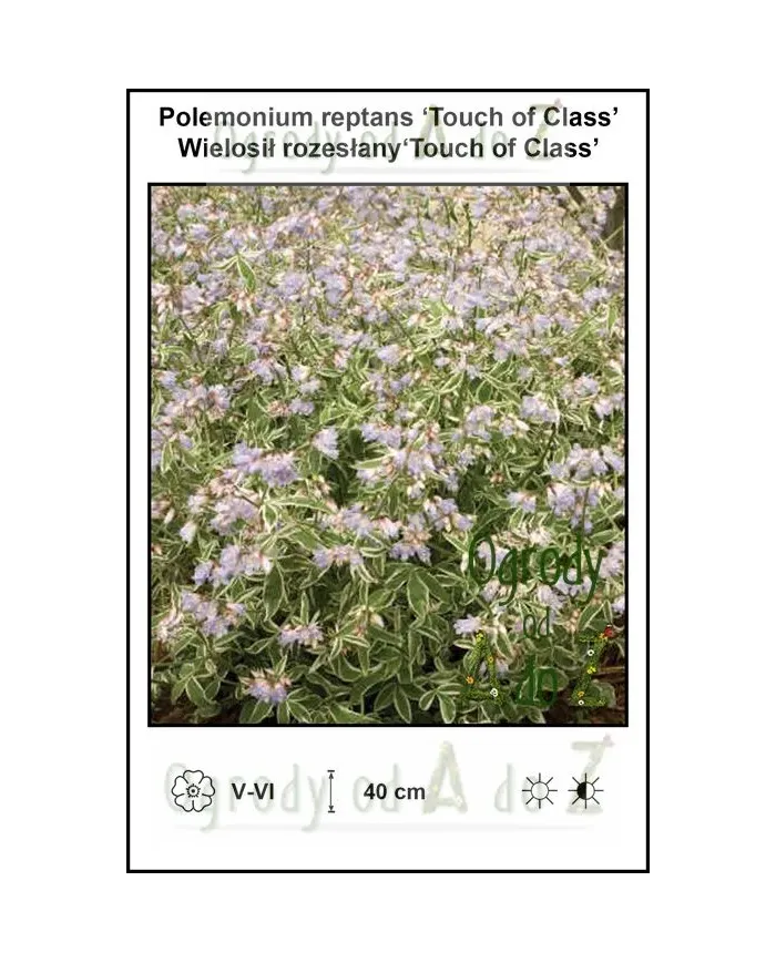 Polemonium-reptans-‘Touch-of-Class’.jpg