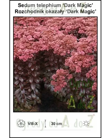 Sedum-telephium-‘Dark-Magic’.jpg Sedum-telephium-‘Dark-Magic’.jpg