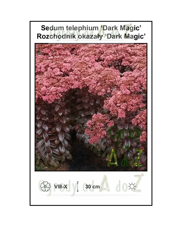 Sedum-telephium-‘Dark-Magic’.jpg