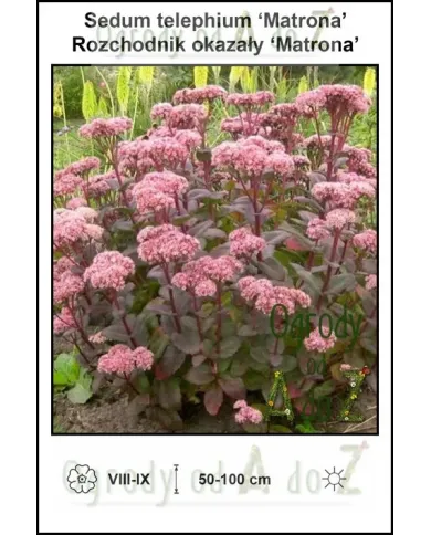 Sedum-telephium-‘Matrona’.jpg Sedum-telephium-‘Matrona’.jpg