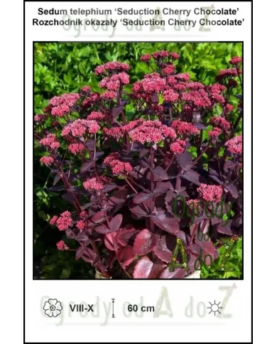 Sedum-telephium-‘Seduction-Cherry-Chocolate’.jpg Sedum-telephium-‘Seduction-Cherry-Chocolate’.jpg