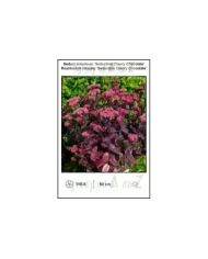 Sedum-telephium-‘Seduction-Cherry-Chocolate’.jpg