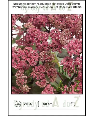 Sedum-telephium-‘Seduction-Hot-Rose-Dark-Stems’.jpg