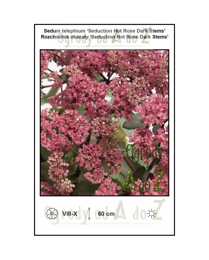 Sedum-telephium-‘Seduction-Hot-Rose-Dark-Stems’.jpg