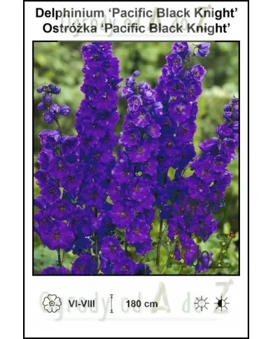 Delphinium-Pacific-Black-Knight.jpg