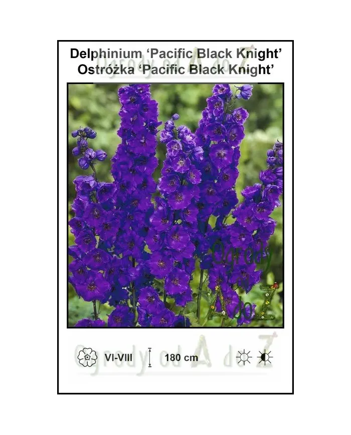 Delphinium-Pacific-Black-Knight.jpg