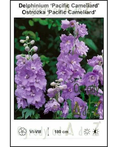 Delphinium-Pacific-Cameliard.jpg