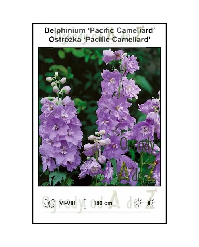 Delphinium-Pacific-Cameliard.jpg