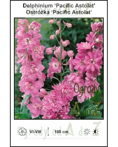 Delphinium-Pacific-Astolat.jpg