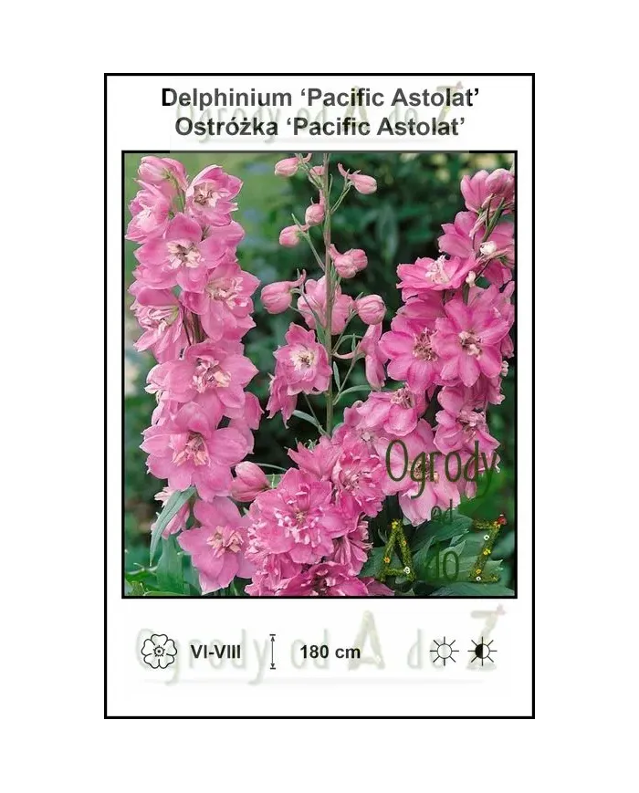 Delphinium-Pacific-Astolat.jpg