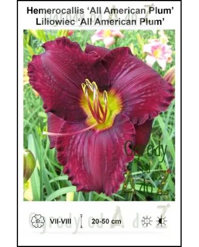 Hemerocallis-All-American-Plum.jpg