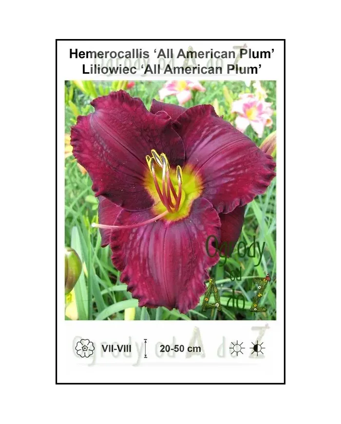 Hemerocallis-All-American-Plum.jpg Hemerocallis-All-American-Plum.jpg