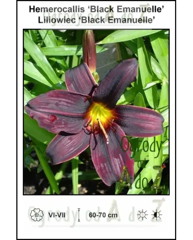 Hemerocallis-Black-Emanuelle.jpg