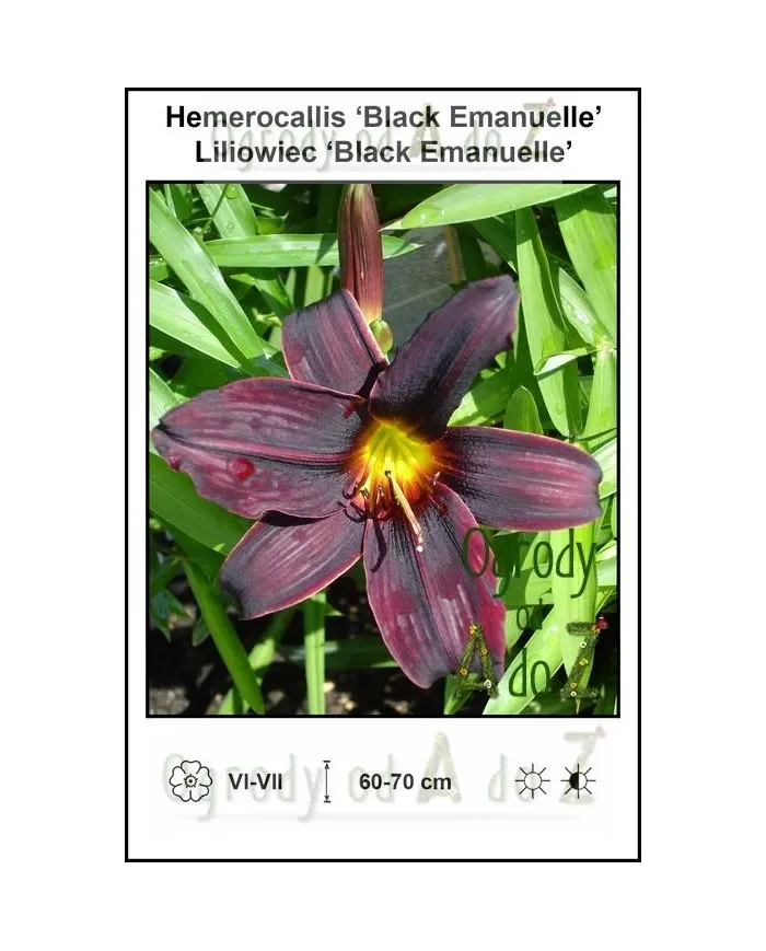 Hemerocallis-Black-Emanuelle.jpg